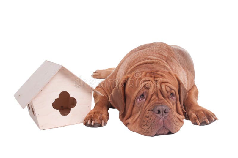 Cão grande com casa pequena imagens de stock royalty free Cão grande com casa pequena imagens de stock royalty free
