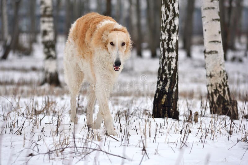 Russian wolfhound dog running on the winter forest. Russian wolfhound dog running on the winter forest