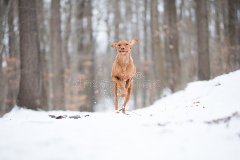 Cão húngaro running do ponteiro do vizsla na neve fotos de stock Cão húngaro running do ponteiro do vizsla na neve fotos de stock
