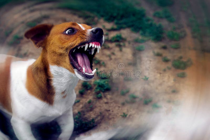 Cão irritado cão agressivo perigoso Ataque a cães