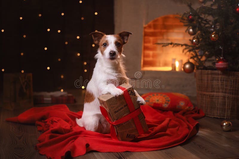 Cão Jack Russel Ano novo feliz, Natal, animal de estimação na sala fotos de stock