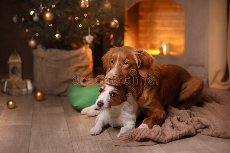 Cão Jack Russell Terrier e cão Nova Scotia Duck Tolling Retriever Ano novo feliz, Natal, animal de estimação na sala o tre do Nat foto de stock royalty free