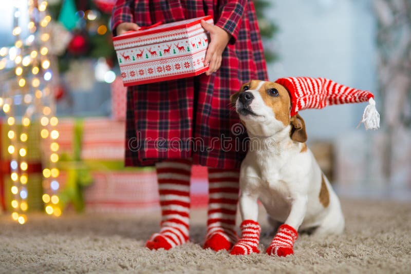 Cão Jack Russell Terrier e pés de uma menina no branco vermelho fotos de stock Cão Jack Russell Terrier e pés de uma menina no branco vermelho fotos de stock