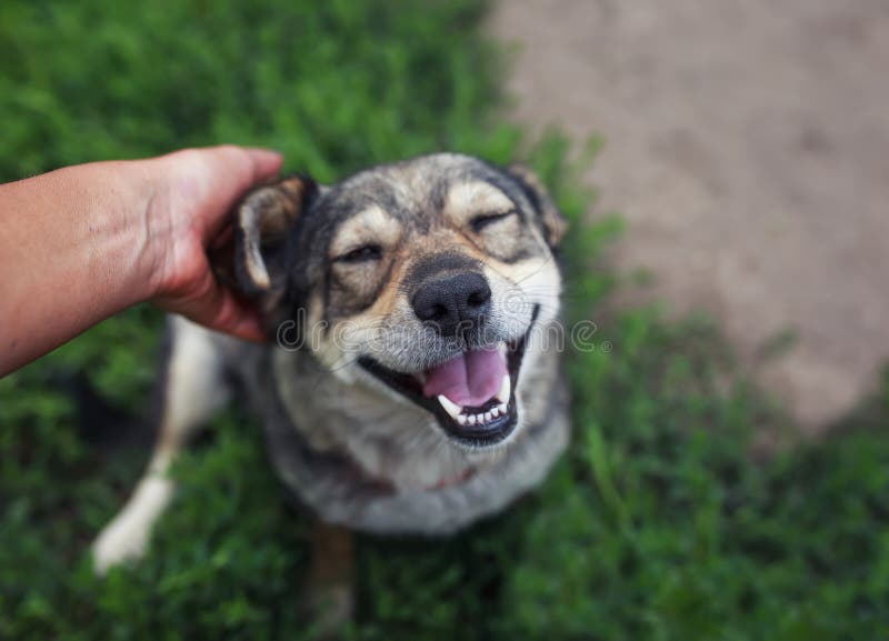 Cão marrom bonito que encontra-se na grama e nos sorrisos que fecham seus olhos com prazer do afago delicado das mãos da pessoa fotos de stock Cão marrom bonito que encontra-se na grama e nos sorrisos que fecham seus olhos com prazer do afago delicado das mãos da pessoa fotos de stock