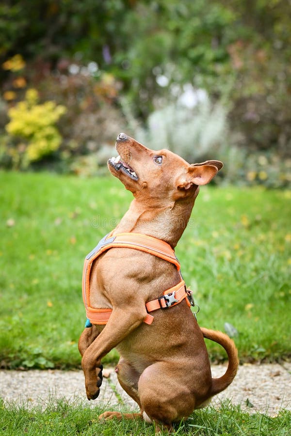 Cão marrom está implorando na natureza do outono. ele é um cachorro tão fofo.