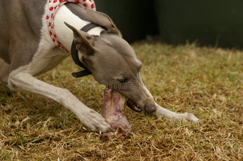 cão masculino do cão de corrida do animal de estimação da família que come um osso fotos de stock cão masculino do cão de corrida do animal de estimação da família que come um osso fotos de stock