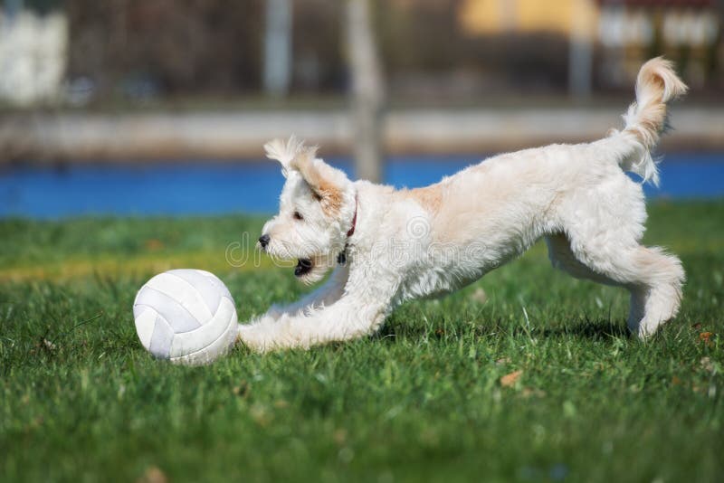 Cão misturado adorável da raça que joga com uma bola fora fotos de stock royalty free Cão misturado adorável da raça que joga com uma bola fora fotos de stock royalty free