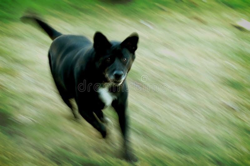 Cão médio Cão médio