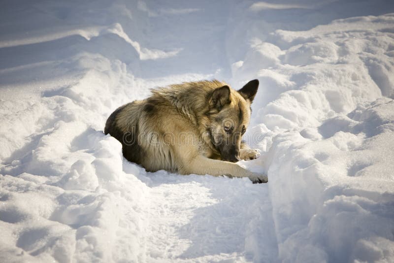 Cão na neve imagem de stock Cão na neve imagem de stock