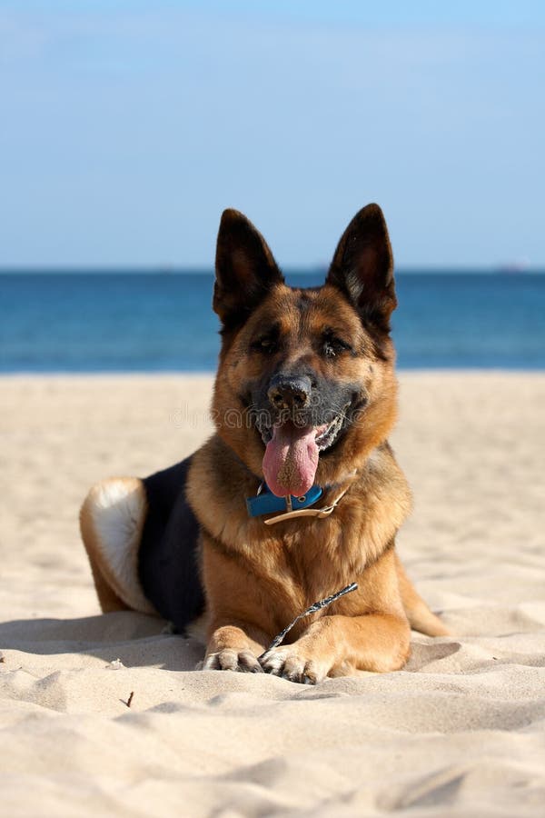 Cão na praia Cão na praia
