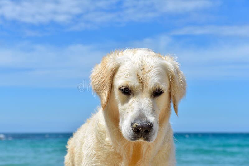 Cão na praia - retriever dourado