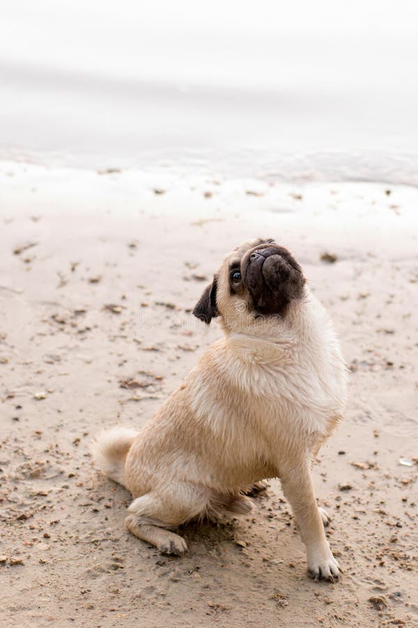 Cão no baech no dia ensolarado imagem de stock Cão no baech no dia ensolarado imagem de stock