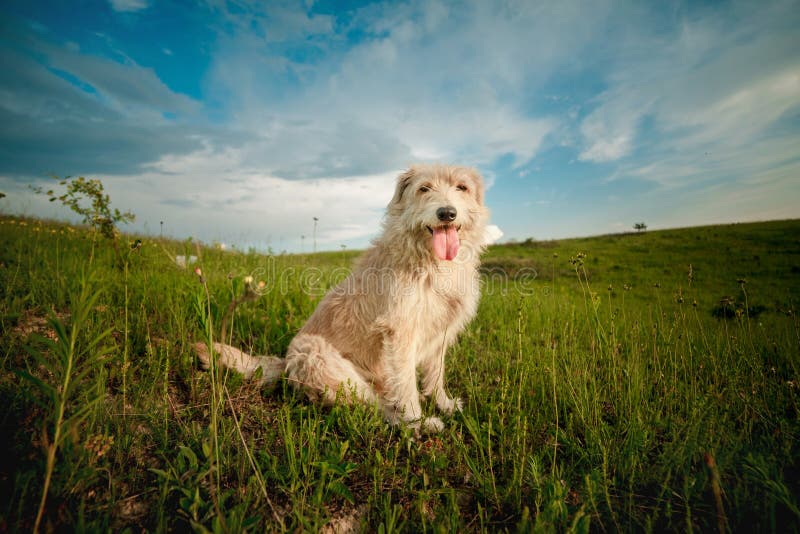 Cão no campo foto de stock Cão no campo foto de stock