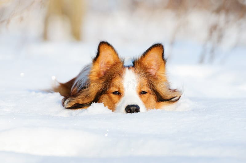 Cão novo do collie de beira na neve imagens de stock royalty free Cão novo do collie de beira na neve imagens de stock royalty free