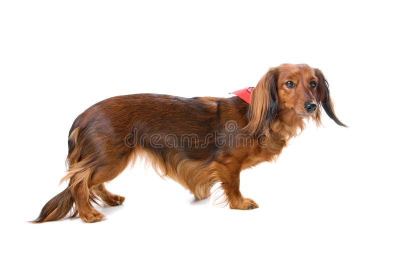 Cão padrão de cabelos compridos do dachshund imagens de stock royalty free