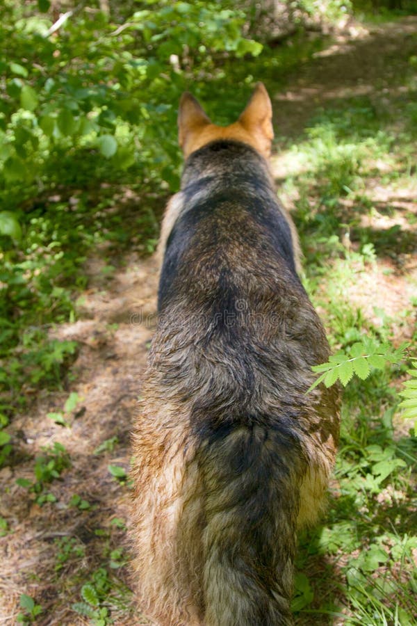 Cão-pastor alemão na floresta foto de stock Cão-pastor alemão na floresta foto de stock