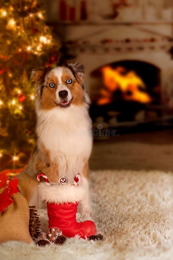 Cão; Pastor australiano que senta-se na frente da árvore de Natal fotos de stock Cão; Pastor australiano que senta-se na frente da árvore de Natal fotos de stock