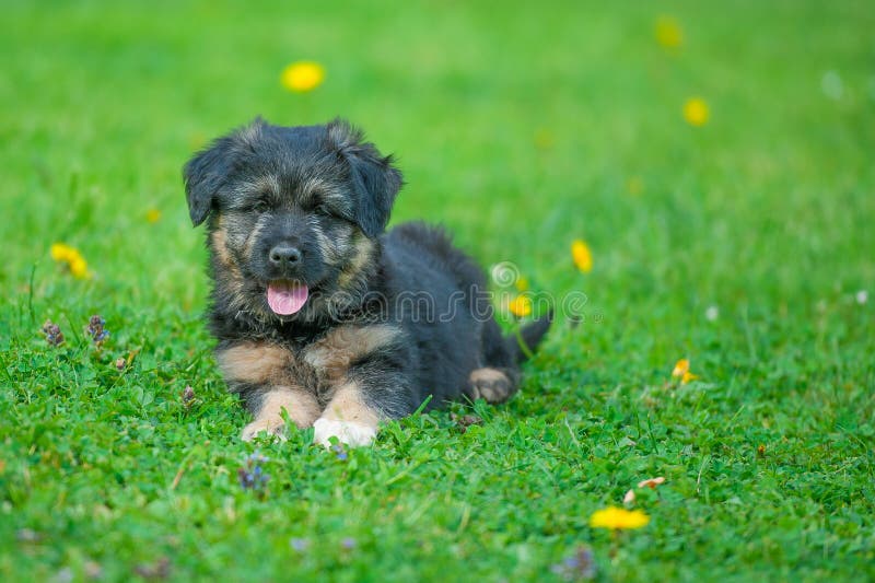 Cão-pastor Bergamasco do cachorrinho imagens de stock Cão-pastor Bergamasco do cachorrinho imagens de stock