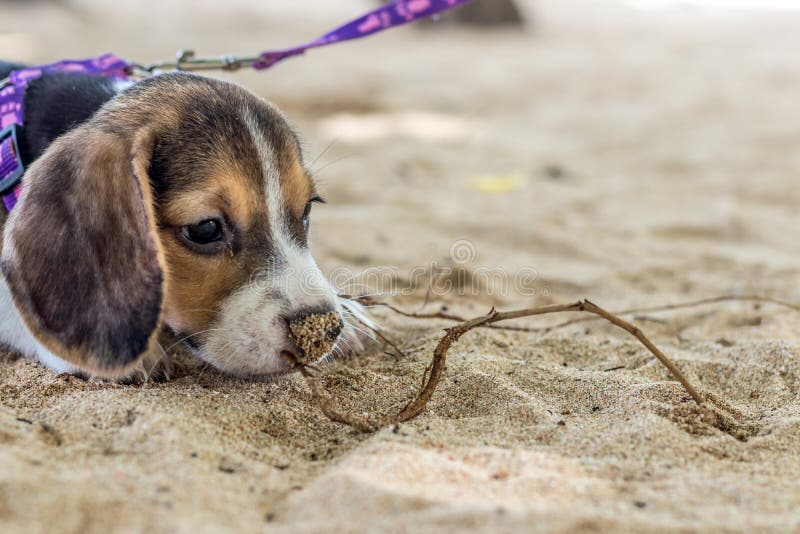 Cão pequeno, cachorrinho do lebreiro que joga na praia da ilha tropical Bali, Indonésia foto de stock royalty free Cão pequeno, cachorrinho do lebreiro que joga na praia da ilha tropical Bali, Indonésia foto de stock royalty free