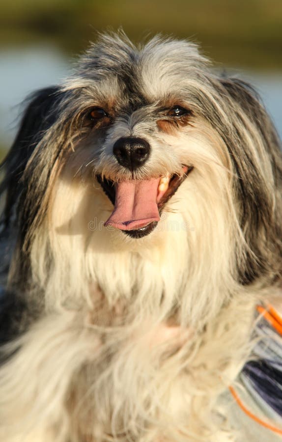 cão pequeno com sorriso fotografia de stock cão pequeno com sorriso fotografia de stock