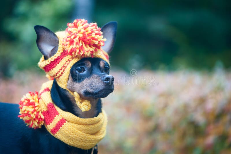 Cão pequeno em um chapéu e em um lenço do outono Cachorrinho engraçado, engraçado Tema do outono, frio fotografia de stock Cão pequeno em um chapéu e em um lenço do outono Cachorrinho engraçado, engraçado Tema do outono, frio fotografia de stock
