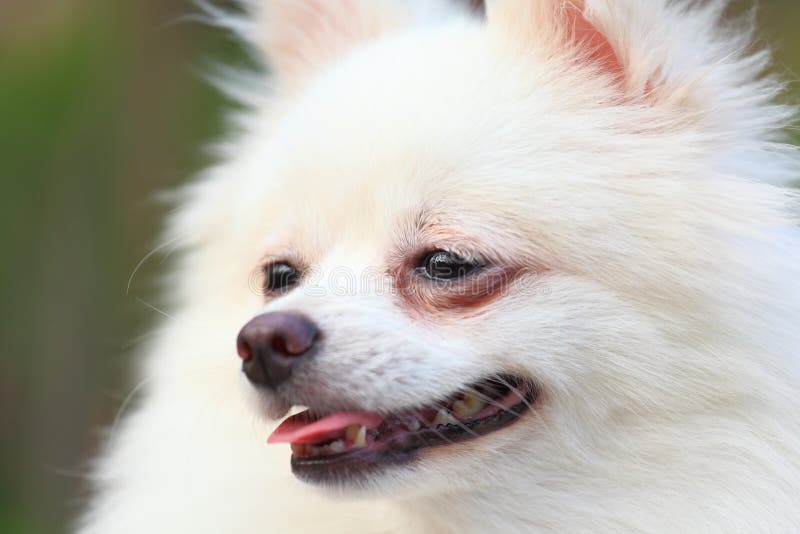 Cão pomeranian branco