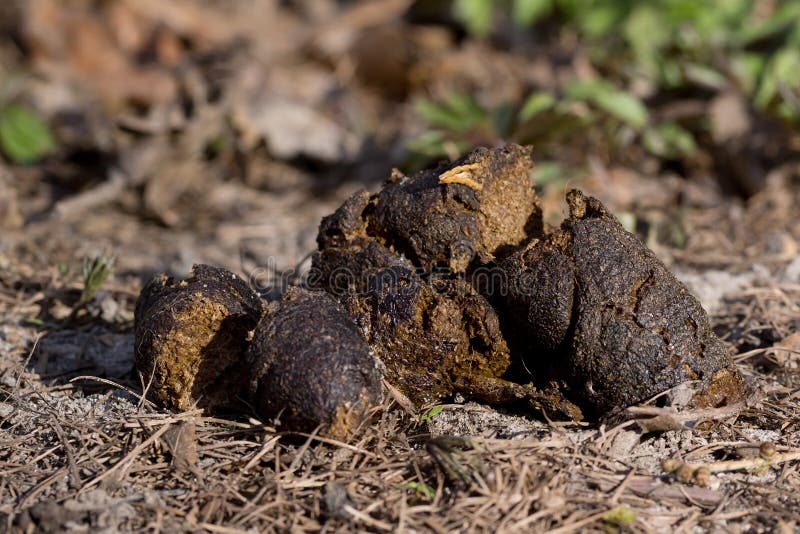 Cão Poo imagem de stock Cão Poo imagem de stock