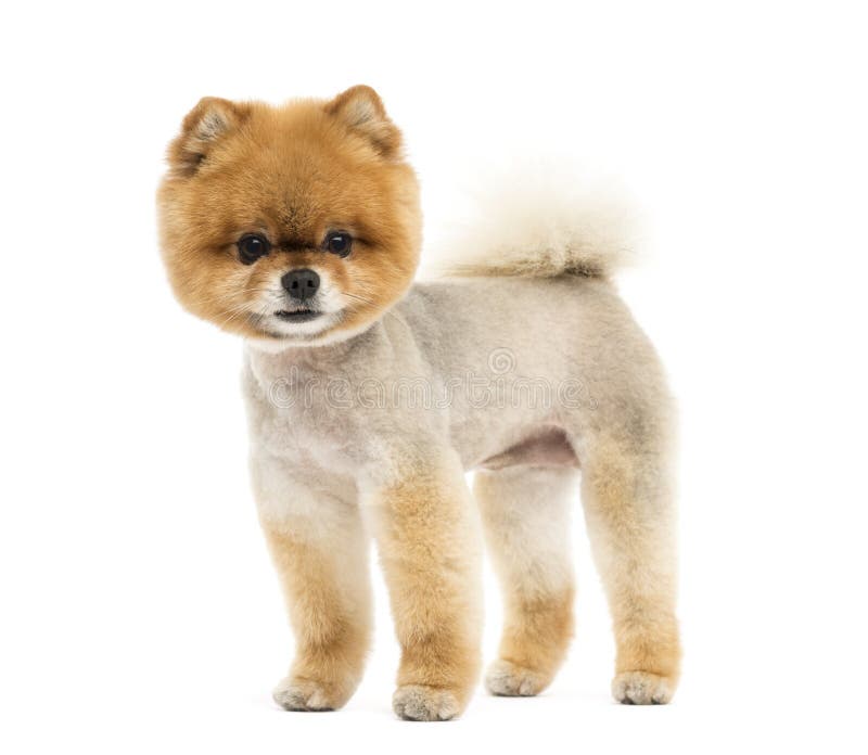 Cão preparado de Pomeranian que está e que olha a câmera fotos de stock royalty free Cão preparado de Pomeranian que está e que olha a câmera fotos de stock royalty free
