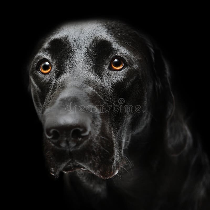 Cão preto de Labrador Cão preto de Labrador