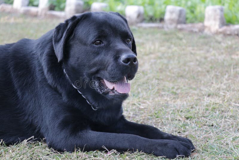 Cão preto de Labrador que olha algo dentro reto. Ajuste preto do cão de Labrador na grama e vista de algo na parte dianteira