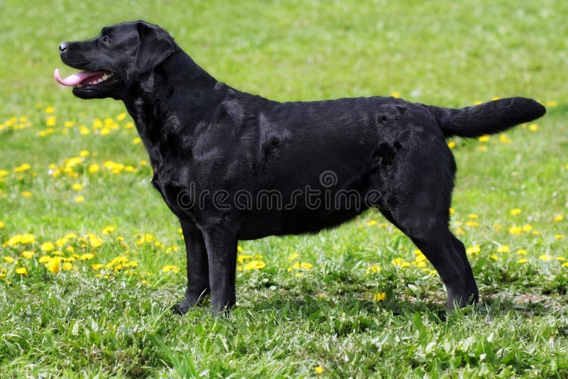 Black dog Labrador Retriever standing in the show position in the summer on grass, side view at full height. Black dog Labrador Retriever standing in the show position in the summer on grass, side view at full height