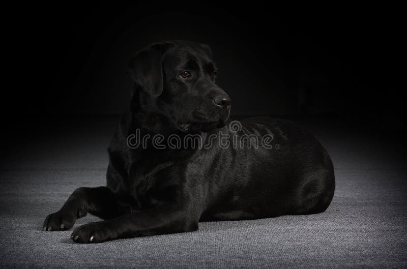 Relaxed black dog Labrador Retriever lies on gray background in Studio. Relaxed black dog Labrador Retriever lies on gray background in Studio