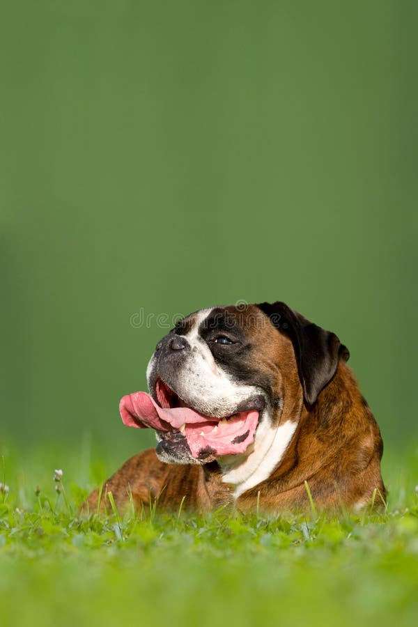 Cão, Boxer Alemão imagens de stock royalty free