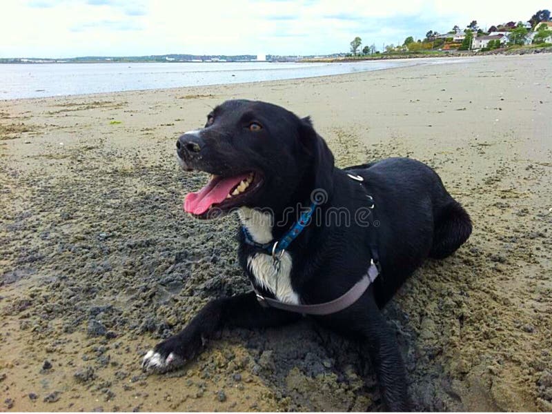 Cão que coloca na praia