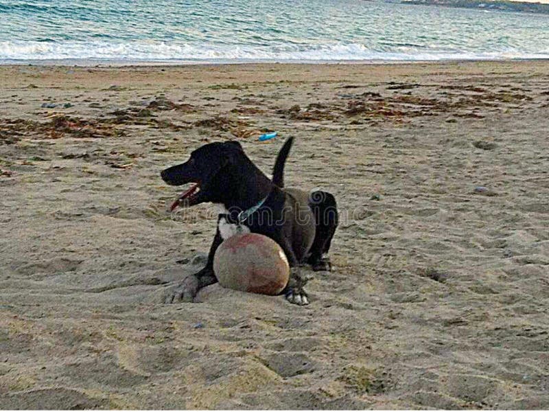 Cão que coloca na praia com futebol