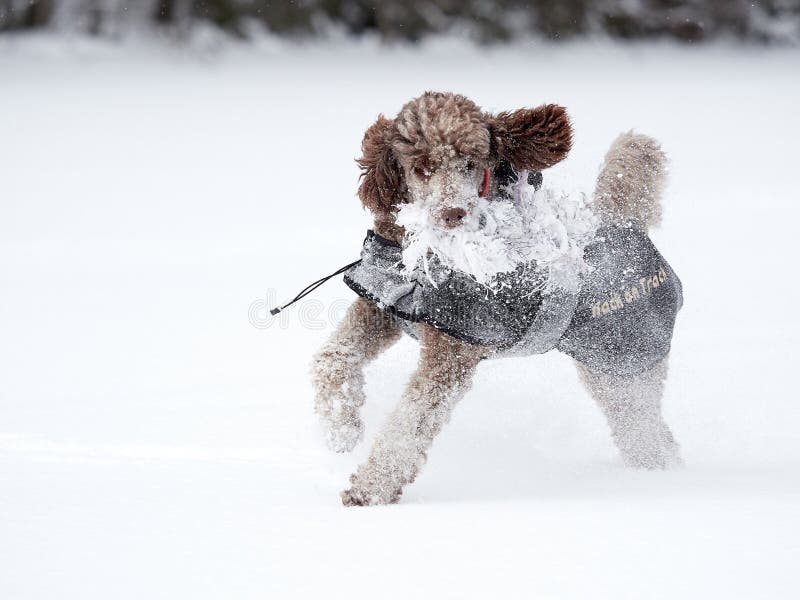 Cão que corre e que aprecia a neve em um dia de inverno bonito imagem de stock Cão que corre e que aprecia a neve em um dia de inverno bonito imagem de stock