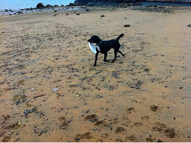 Cão que corre na praia com frisbee
