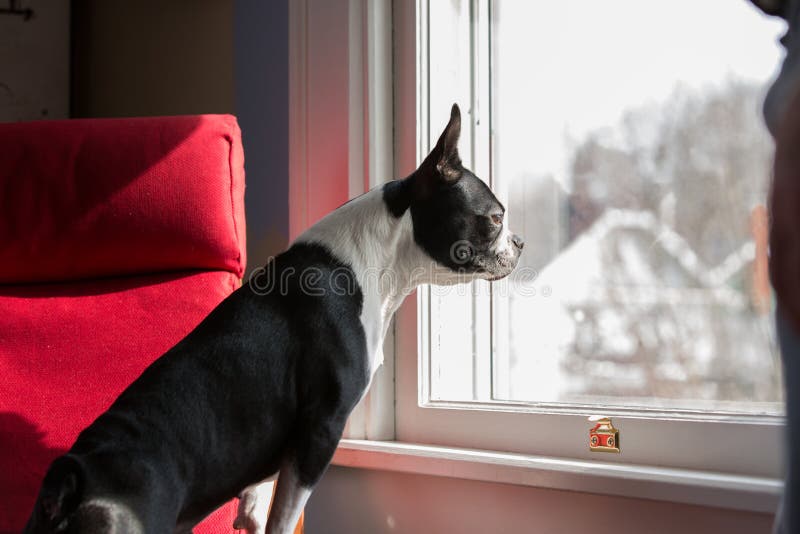 Cão que está de vista para fora a janela imagem de stock Cão que está de vista para fora a janela imagem de stock