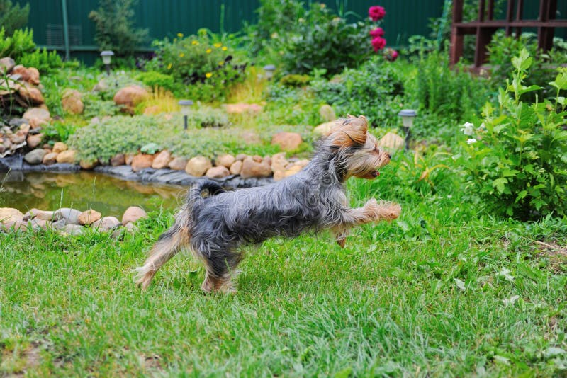 Cão que joga no parque imagem de stock Cão que joga no parque imagem de stock