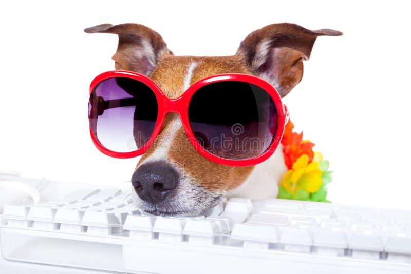 Cão que registra em linha fotos de stock Cão que registra em linha fotos de stock