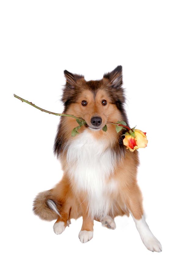 Romantic dog close-up on white background. Romantic dog close-up on white background