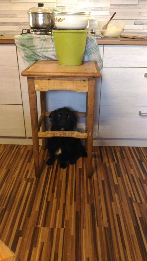 Cão Scared imagens de stock royalty free Cão Scared imagens de stock royalty free