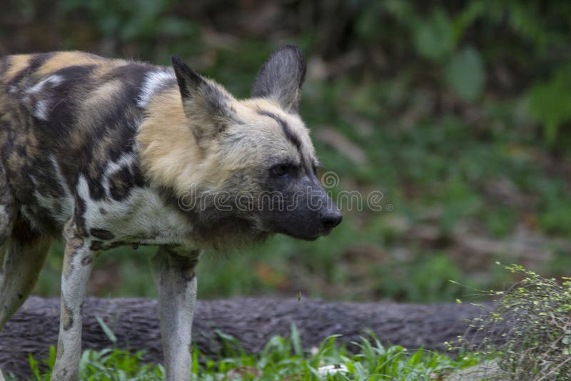 Cão selvagem africano. apenas membro extante do gênero lycaonnnativo para a áfrica subsariana
