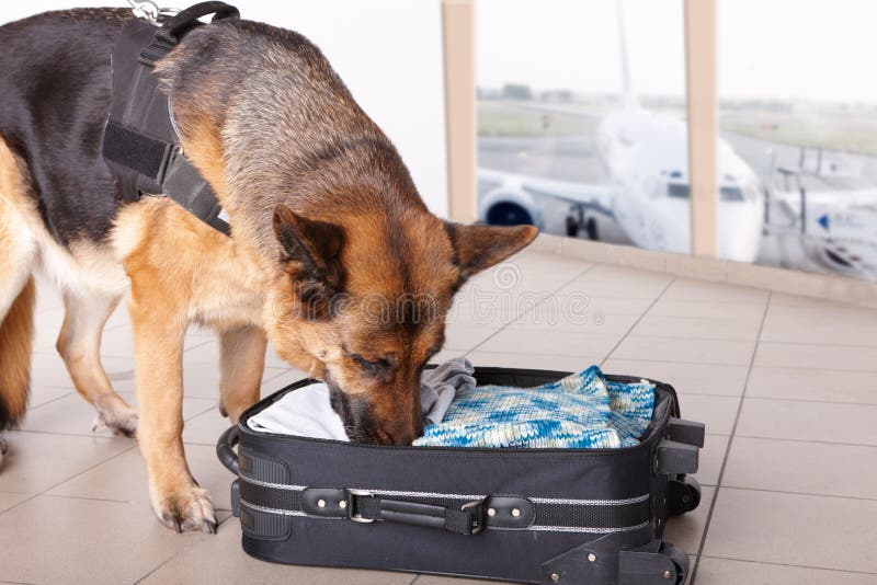 Cão Sniffing no aeroporto imagens de stock royalty free Cão Sniffing no aeroporto imagens de stock royalty free