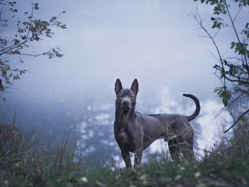 Grey beautiful mystic lonely thai ridgeback dog in mystic forest in summer morning on the foggy road. Grey beautiful mystic lonely thai ridgeback dog in mystic forest in summer morning on the foggy road