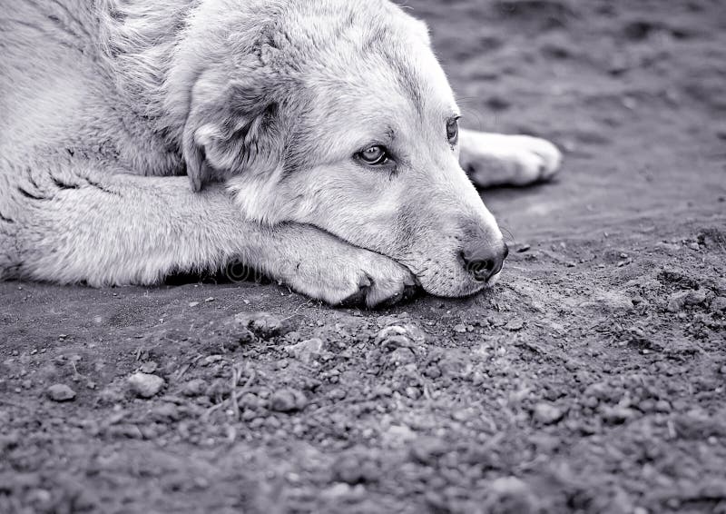 A Sad dog has leaned his head on the ground at animal shelter. A Sad dog has leaned his head on the ground at animal shelter.