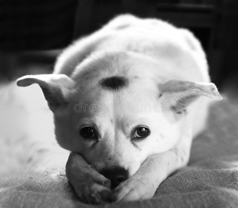 Cão triste imagem de stock royalty free Cão triste imagem de stock royalty free