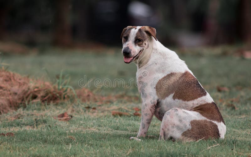 Cão vadio foto de stock