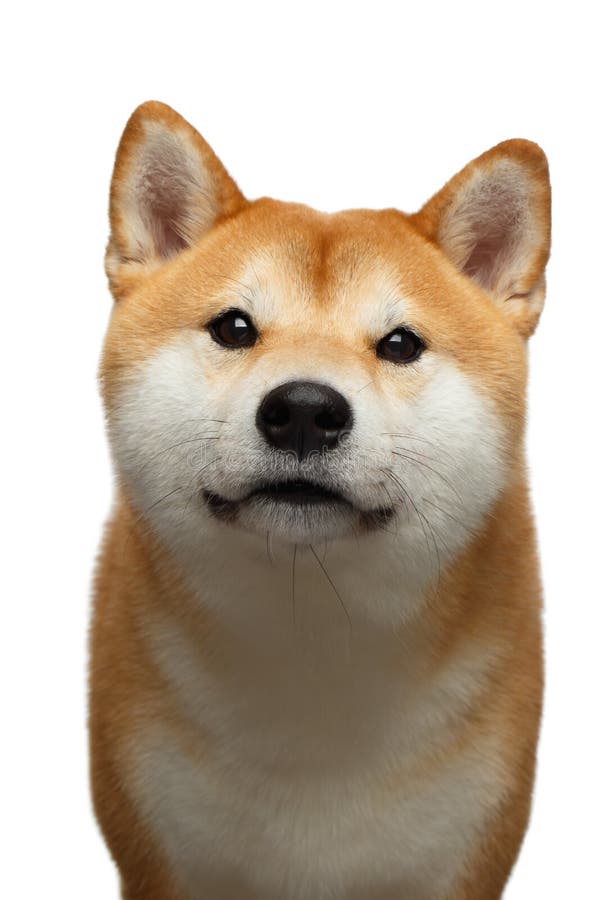 Cão vermelho do inu de Shiba no fundo branco isolado imagens de stock royalty free Cão vermelho do inu de Shiba no fundo branco isolado imagens de stock royalty free
