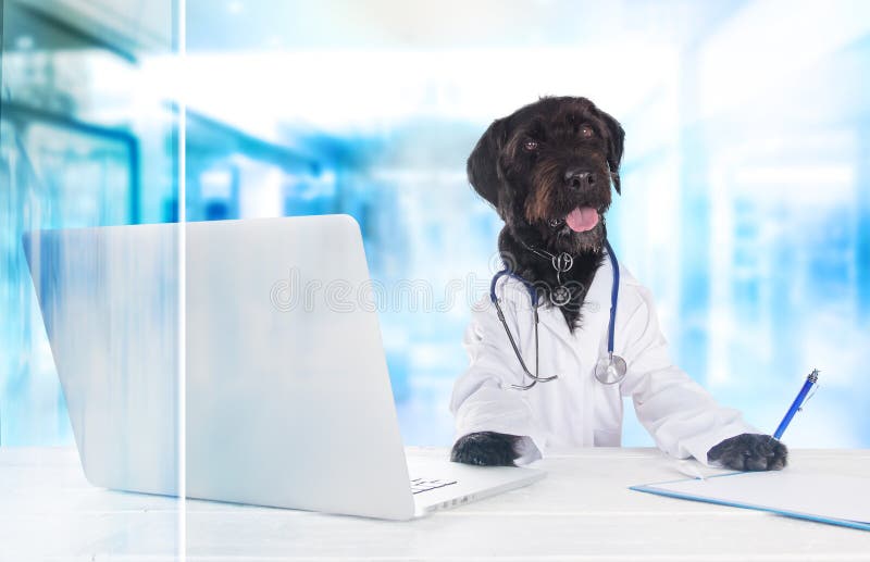 Cão vestido como um doutor que senta-se atrás da tabela com caderno imagem de stock royalty free Cão vestido como um doutor que senta-se atrás da tabela com caderno imagem de stock royalty free
